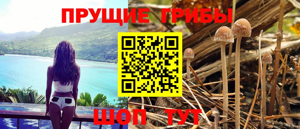 Псилоцибиновые грибы ЛСД  Вход с VPN  Керчь  Псилоцибиновые грибы мицелий 